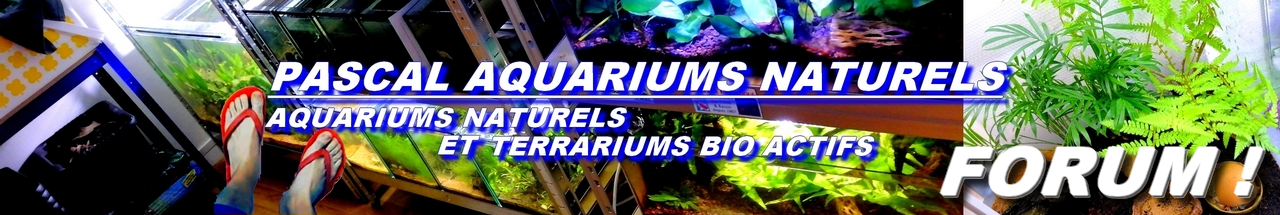 Forum Pascal Aquariums Naturels