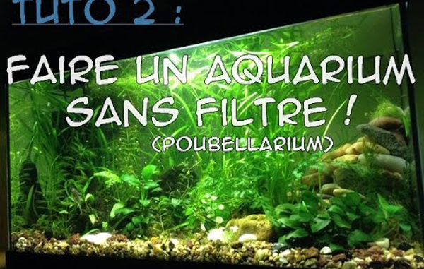 aquarium 1an sans filtre