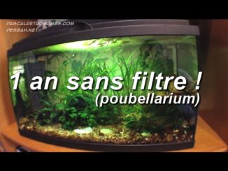 aquarium 1 an sans filtre