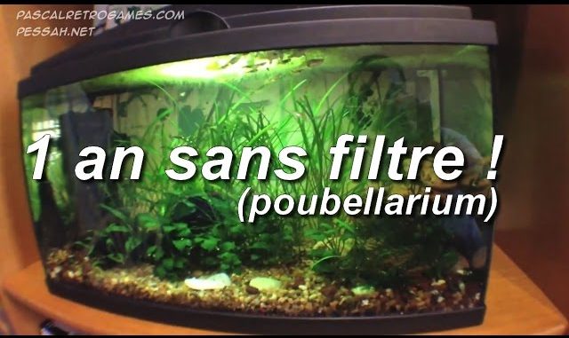 aquarium 1 an sans filtre