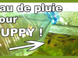 eau de pluie pour guppy aquariums