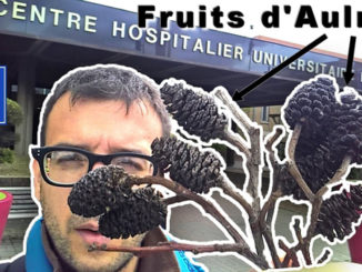 fruits aulnes