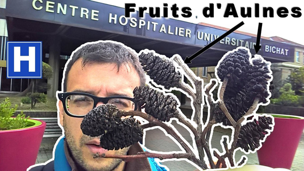 fruits aulnes