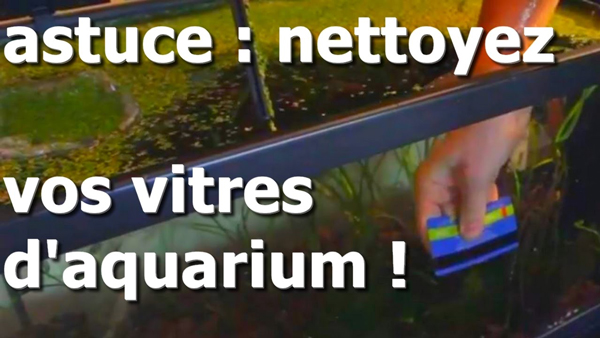astuces nettoyage des vitres d'aquarium