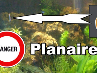 planaire dans mon nano aquarium !