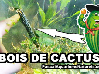 bois de cactus en aquarium naturel !