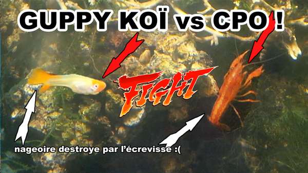 ecrevisse CPO vs Guppy Koï Kohaku !