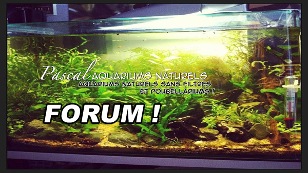 forum Pascal Aquariums Naturels !