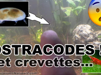 ostracode versus crevettes en aquariums naturels !