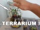 terrarium en pot DIY !