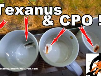 acclimatation de mes écrevisses CPO et Texanus !