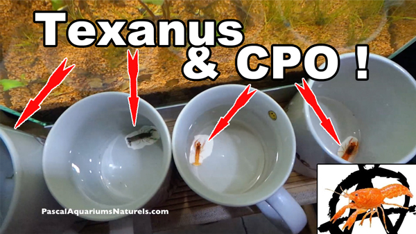 acclimatation de mes écrevisses CPO et Texanus !