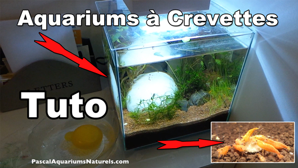 tuto vidéo complet aquarium à crevettes d'eau douce
