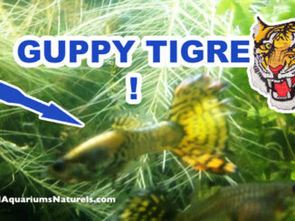 guppy tigre !