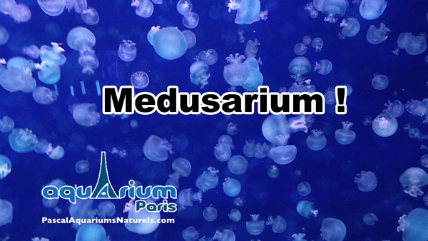 le medusarium du cineaqua !