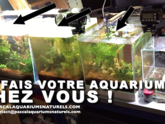mes services à domicile pour faire votre aquarium sur Paris ou région proche