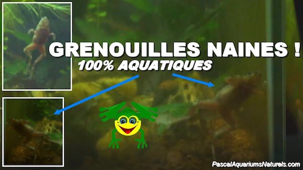 Grenouilles naines d'aquariums 100% aquatiques !