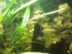 Source: aquarium personnel, 115 L. amazonien Tétras citrons hyphessobrycon pulchripinnis et Corydoras poivre et sel Corydoras paleatus