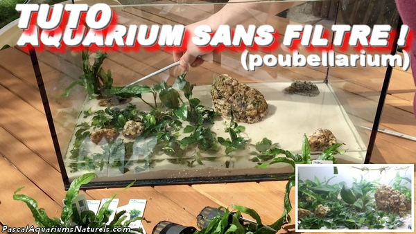 tuto aquarium lowtech poubellarium