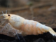 la maintenance des crevettes naines d'aquariums - source photo floraquatic.com