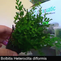plant_01-bolbitis-heteroclit-difform