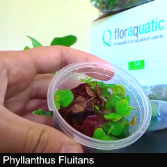 plant_06-phyllant-fluit