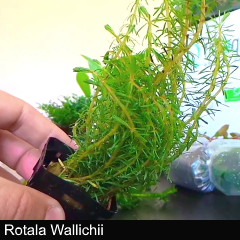 plant_08-rotala-wallichii