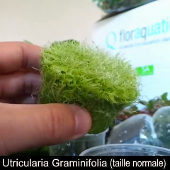 plant_11-utricul-gramini