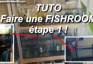 tuto fishroom 1 !