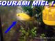 gourami miel pascal aquariums naturels