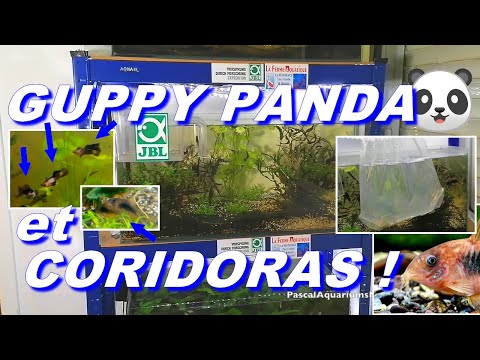 guppy-panda-et-coridoras