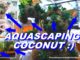 noix de coco aquascaping
