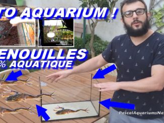 tuto aquarium grenouilles aquatiques