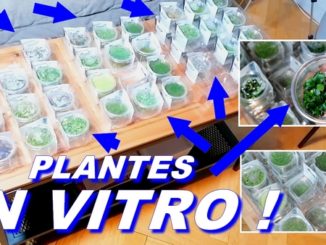 plantes in vitro en aquarium !