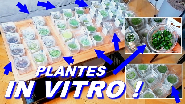plantes in vitro en aquarium !