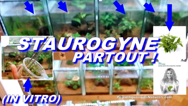 staurogyne in vitro aquaflora