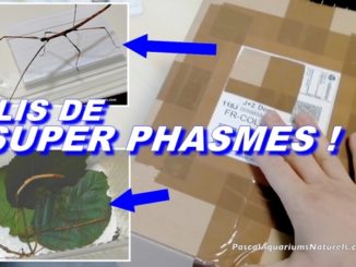 unboxing phasmes