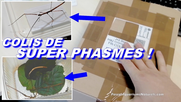 unboxing phasmes
