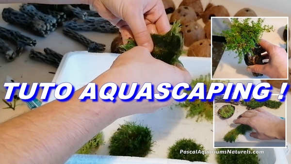 aquascaping mousses