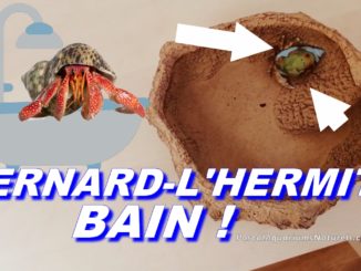 bains pour bernard-l'hermite terrestres !