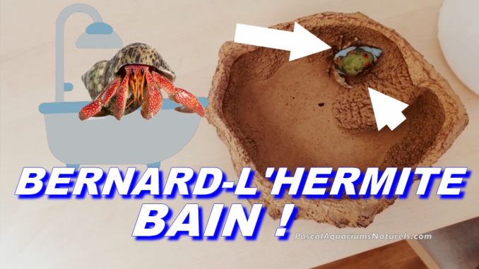 bains pour bernard-l'hermite terrestres !