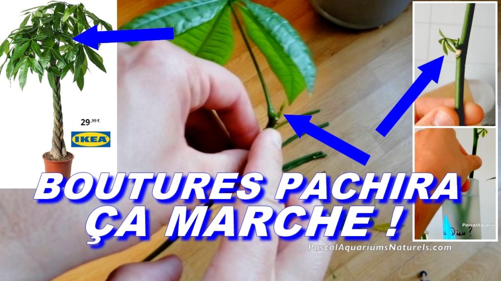 plantes vertes : ENGRAIS BIO naturel avec déchets gratuit ! marc café