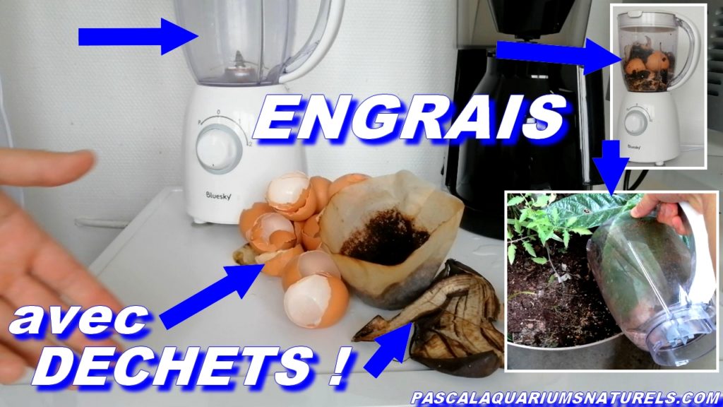 BOUTURER un PACHIRA Aquatica IKEA (Châtaignier de Guyane) en Full Water