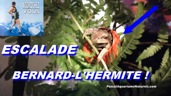 escalade bernard-l'Hermite