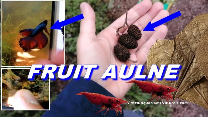 fruit aulne