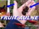 fruit aulne