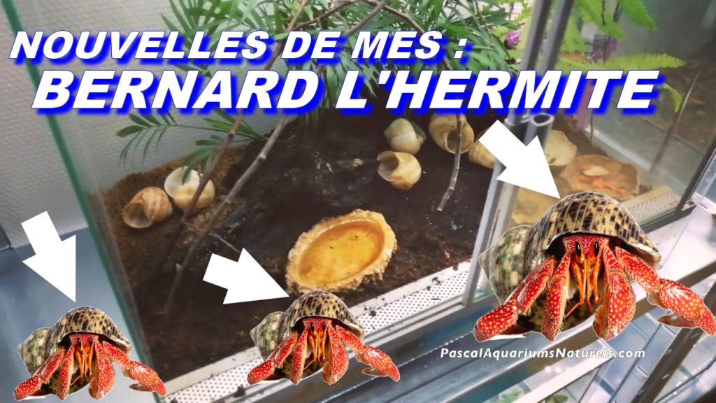 Bernardl