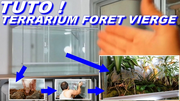 terrarium foret vierge