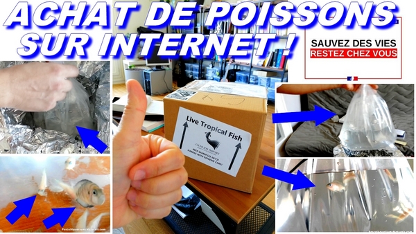 unboxing poissons internet covid19