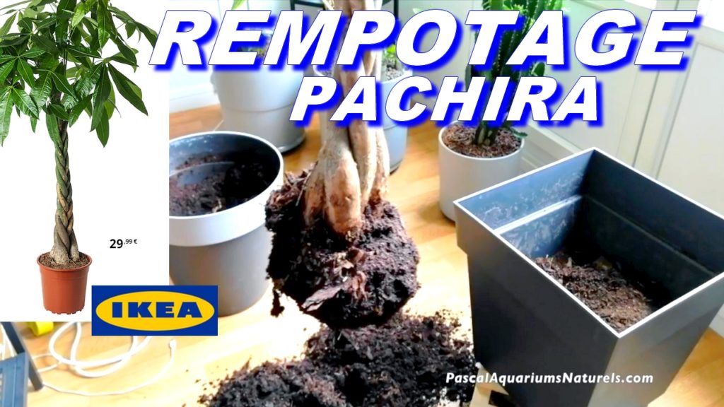 BOUTURER un PACHIRA Aquatica IKEA (Châtaignier de Guyane) en Full Water